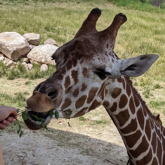 Meet your Posher, Caroline - Picture 1 of 1